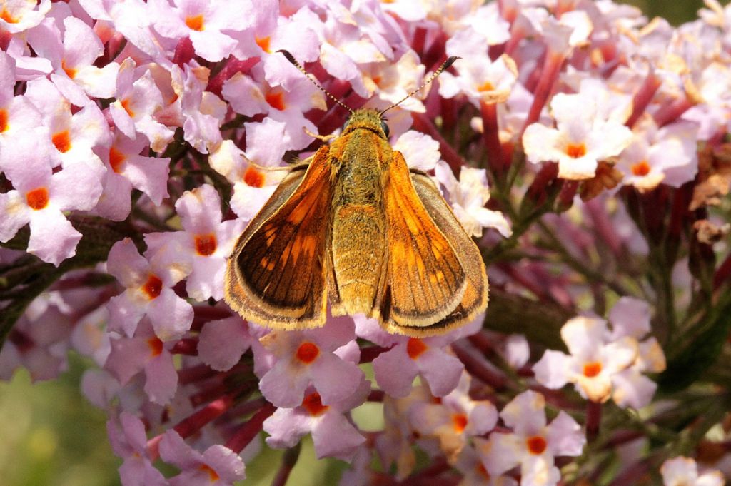 Ochlodes sylvanus femmina? - S